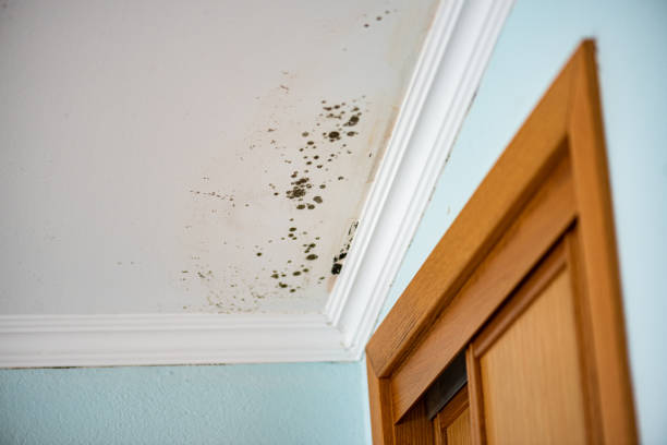 Washington, UT Mold Remediation Company