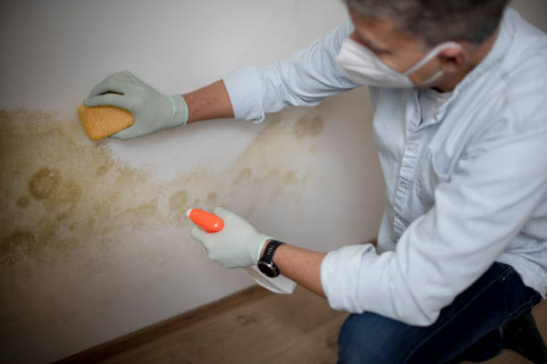 Best Commercial Mold Remediation in Washington, UT