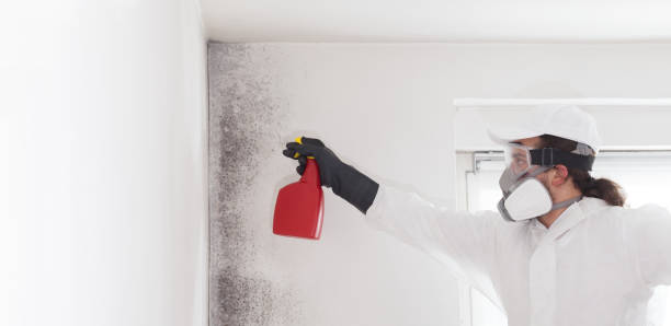 Best Bathroom Mold Remediation in Washington, UT